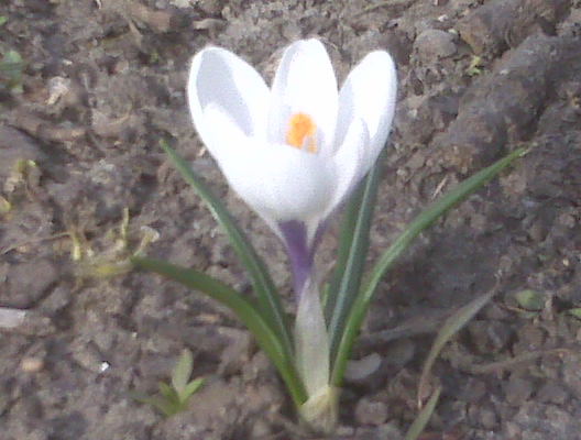 First Flower From Woodland Cemetery 3-30-2010.jpg